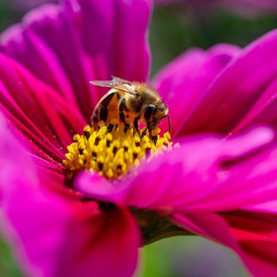 Sommerblüte Biene