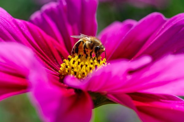 Sommerblüte Biene